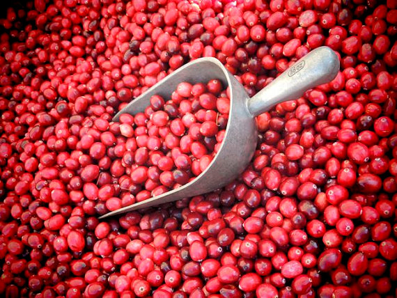 Cranberry Harvest