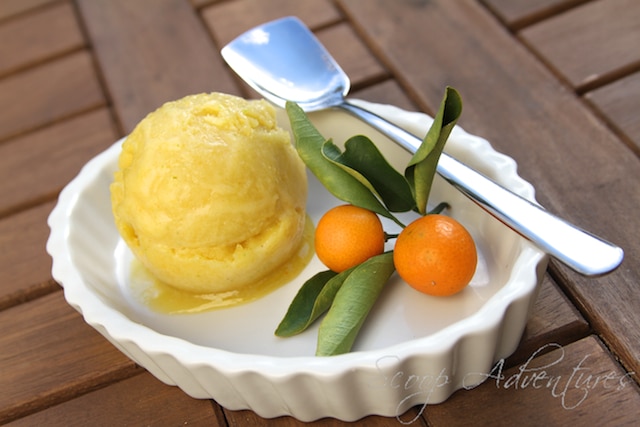 kumquat sorbet